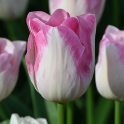 Tulipa 'Infinity'