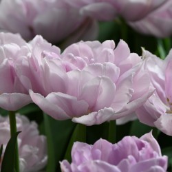 Tulipa 'Katinka'