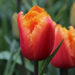 Tulipa 'Lambada'