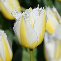 Tulipa 'Lemon Beauty' ®