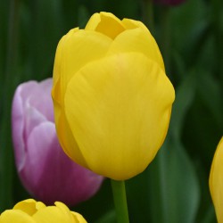 Tulipa 'Novi Sun'