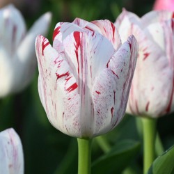 Tulipa 'One Direction'