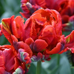 Tulipa 'Rococo Double'