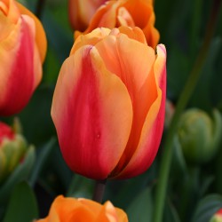 Tulipa 'Salmon Lalibela'