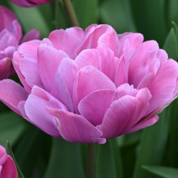 Tulipa 'Rosy Diamond'