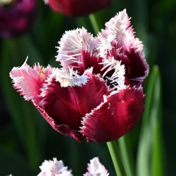 Tulipa 'San Pablo'