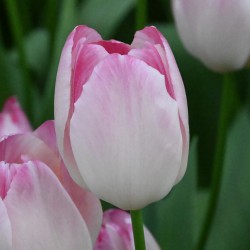 Tulipa 'Supri Erotic'