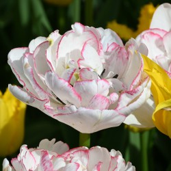 Tulipa 'Wild Romance'