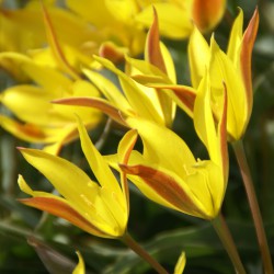 Tulipa kolpakowskiana