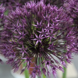 Allium 'Atlas'