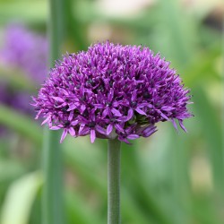 Allium 'Chicago'