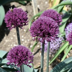 Allium 'Dallas'