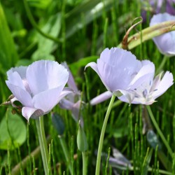 Calochortus 'Cupido'