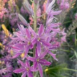 Camassia 'Candy Candle'
