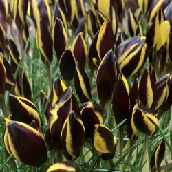 Crocus chrysanthus 'Queen Bee'