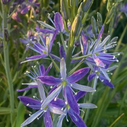 Camassia 'Twilight Candle'