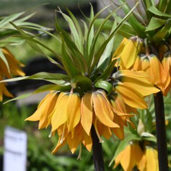 Fritillaria 'Dynamic Beauty'
