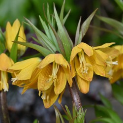 Fritillaria 'Golden Beauty'