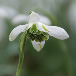 Galanthus 'Jacquenetta'