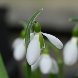 Galanthus plicatus