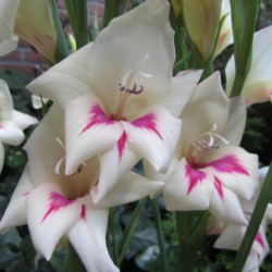 Gladiolus nanus 'Carine'