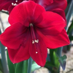 Hippeastrum 'Corazon'®