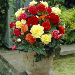 Begonia Non Stop -mix-