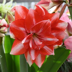 Hippeastrum 'Jolly Majesty' ®