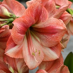 Hippeastrum 'Provence'®