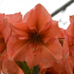 Hippeastrum 'Rilona'