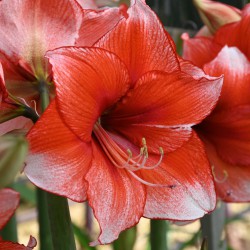 Hippeastrum 'Stardust' ®
