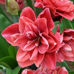 Hippeastrum 'Cherry Amadeus' ®