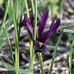 Iris reticulata 'Interstellar'