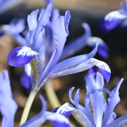 Iris reticulata 'Clairette'