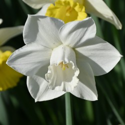 Narcissus 'Arctic Power'