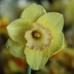 Narcissus 'Chemeketa'