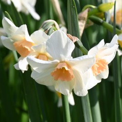 Narcissus 'Doll Baby'