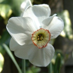 Narcissus 'Dreamlight'
