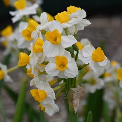 Narcissus 'Glorious'