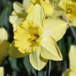 Narcissus 'Ladea'