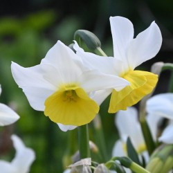 Narcissus 'Jumelée'