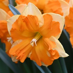 Narcissus 'Outright Orange'