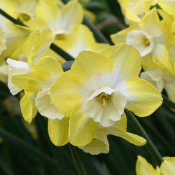Narcissus 'Regeneration'