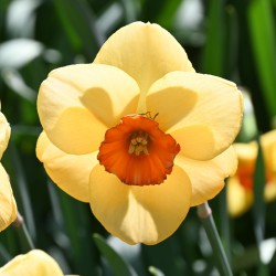 Narcissus 'Pumpkin Spice'