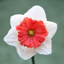 Narcissus 'Riot'