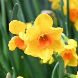 Narcissus 'Morning Blaze'