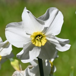 Narcissus 'Sinopel'