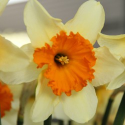 Narcissus 'Sempre Avanti'