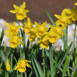 Narcissus 'Small Talk'
