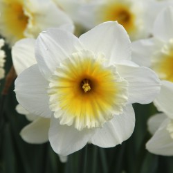 Narcissus 'Slim Whitman'